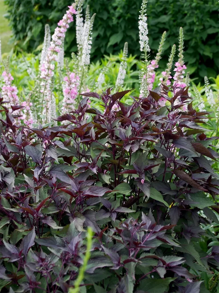 Ageratina Altissima Chocolate