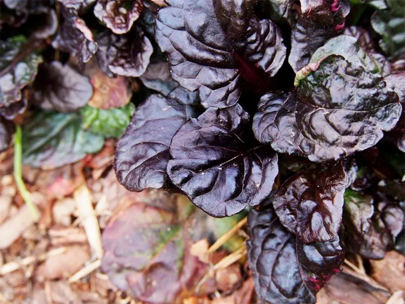 Ajuga Black Scallop