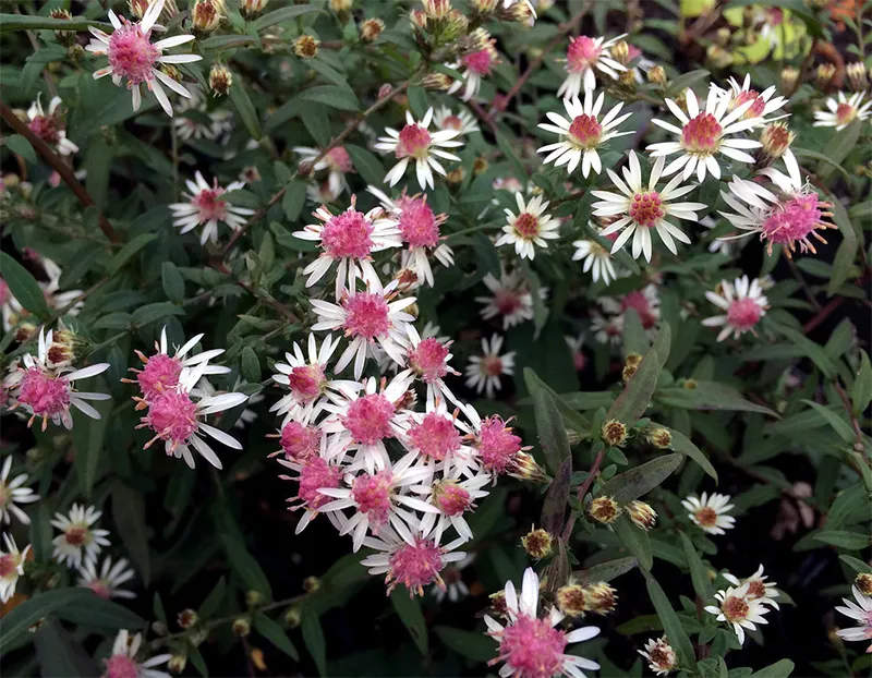 Aster Lateriflorus Lady In Black