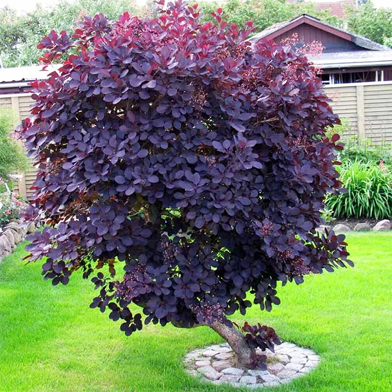 Cotinus