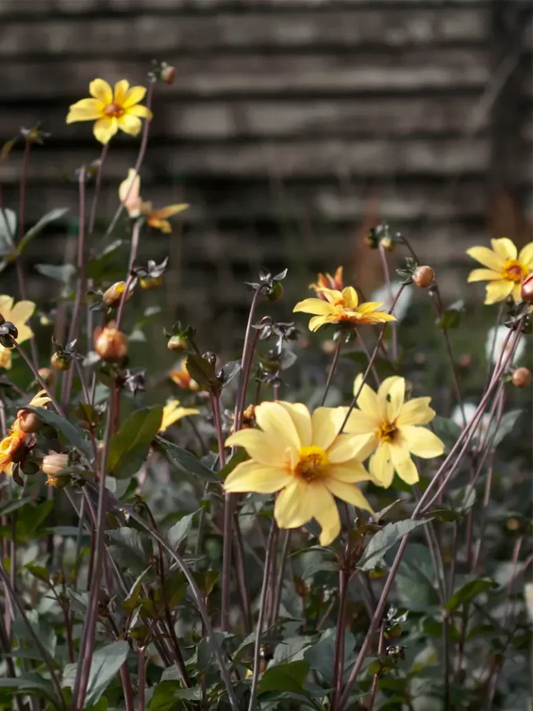 Dahlia Bishop Of York