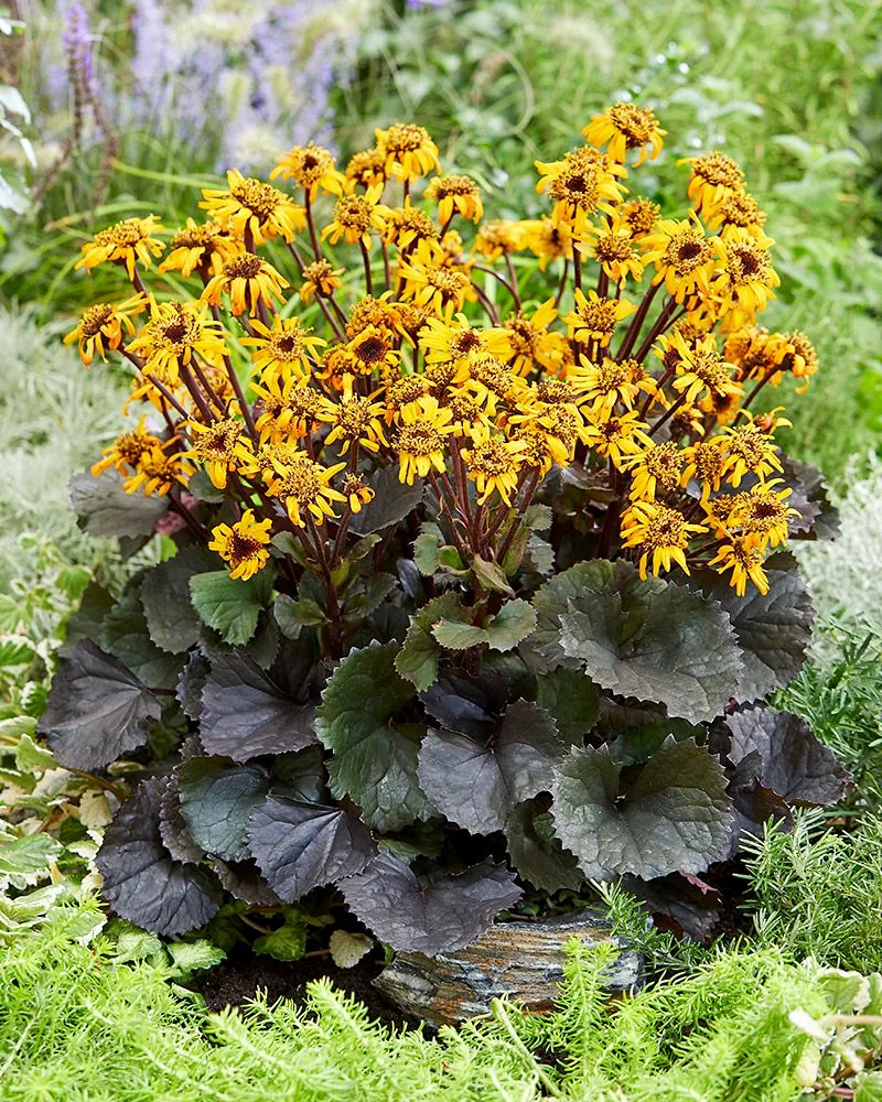 Ligularia Dentata Midnight Lady