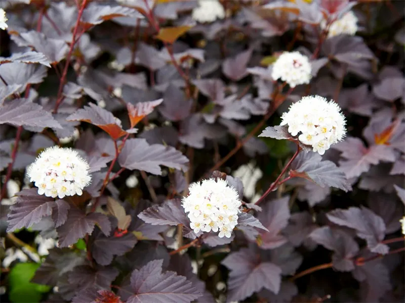 De gauche à droite : Cotinus, Épinette verte et Physocarpus diabolo Physocarpus Diabolo