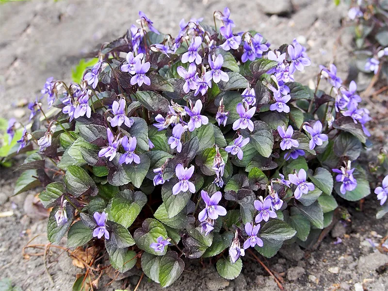 Viola Riviniana
