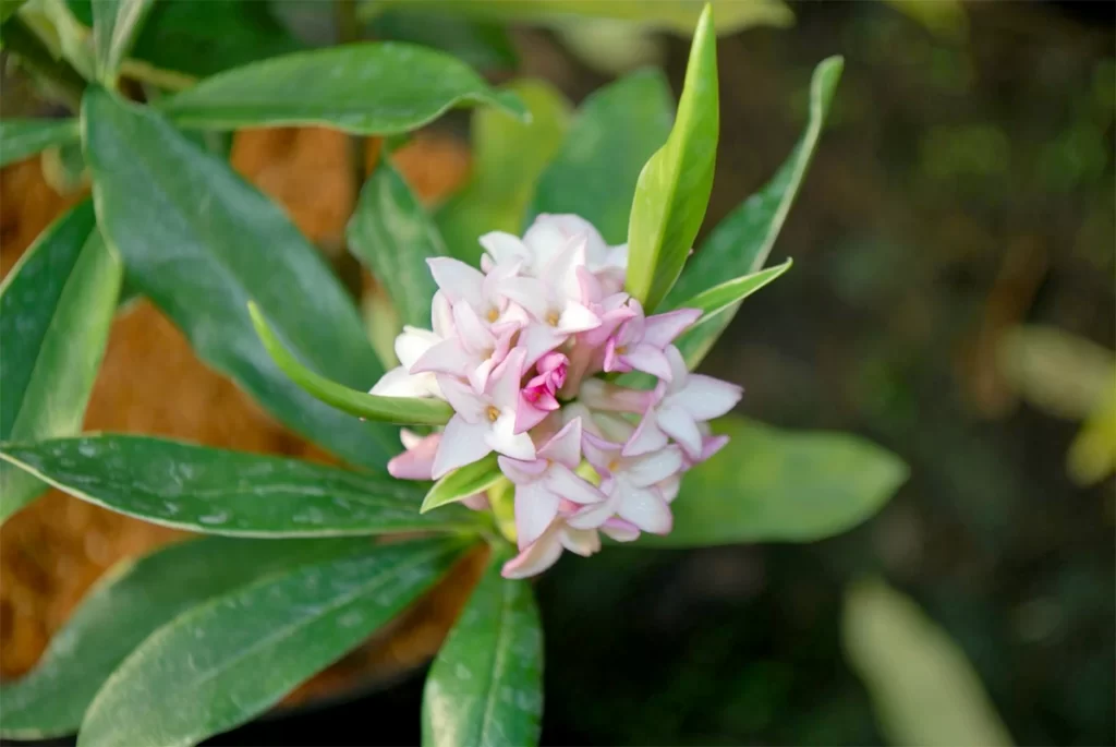 Daphne Odora Aureomarginata