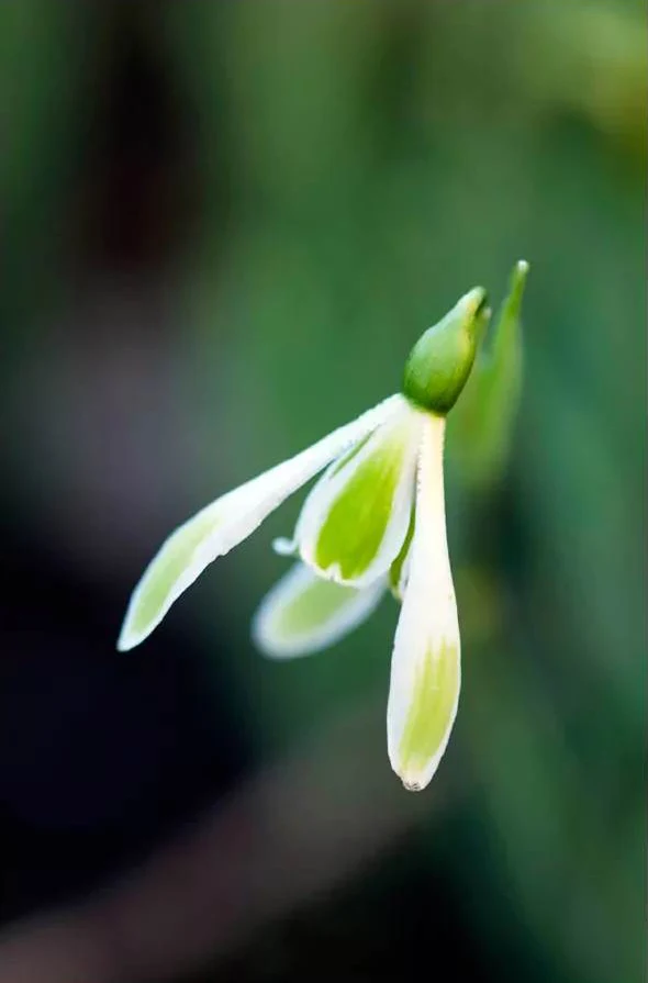 Galanthus Nivalis Margery Fish
