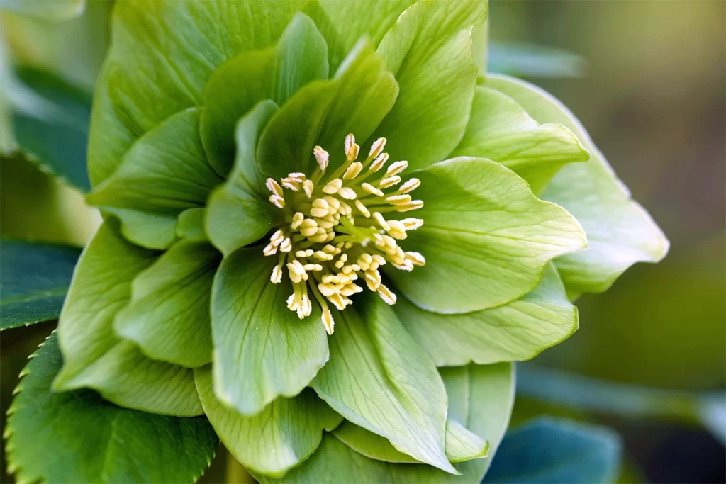 Helleborus X Hybridus Harvington Lime