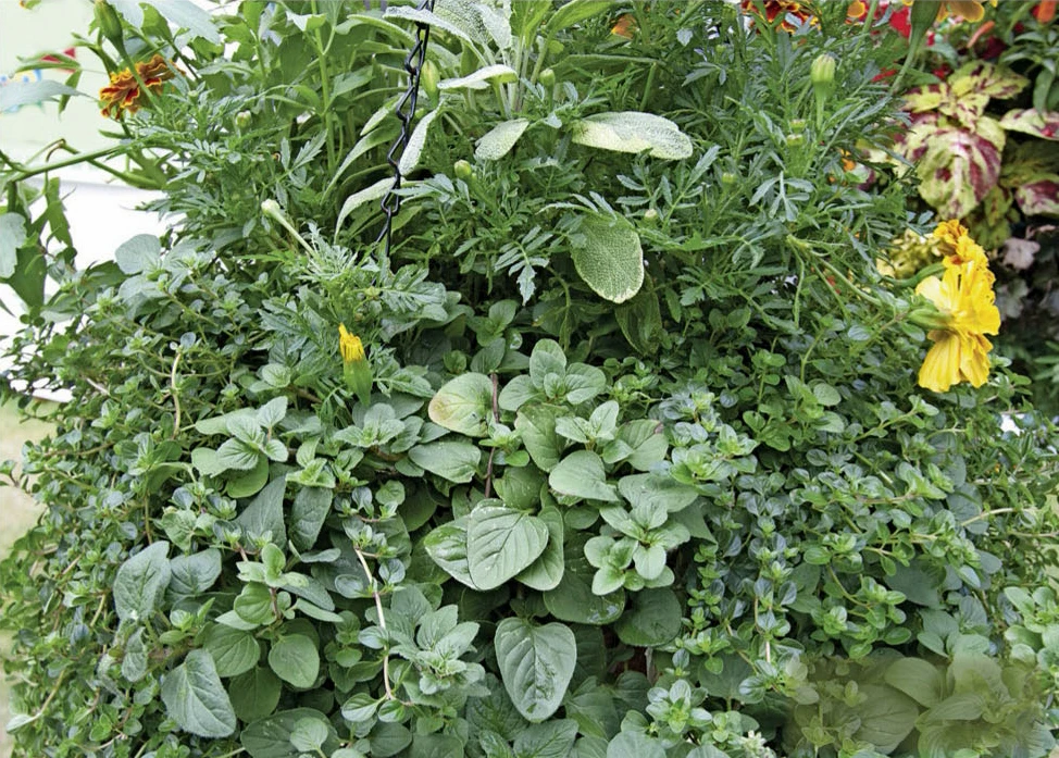Massif De Plantes Aromatiques