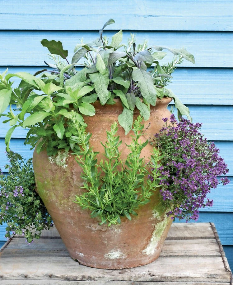 Mixte Plantes Aromatiques