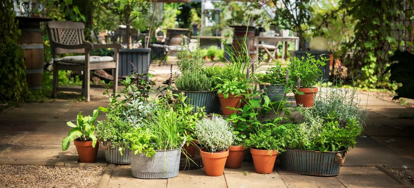 Plantes Aromatiques En Pot