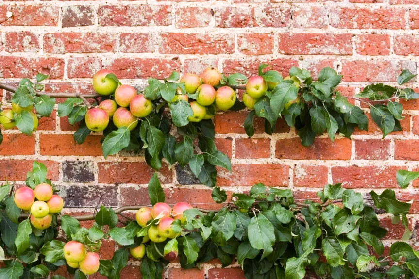 Pommier En Espalier