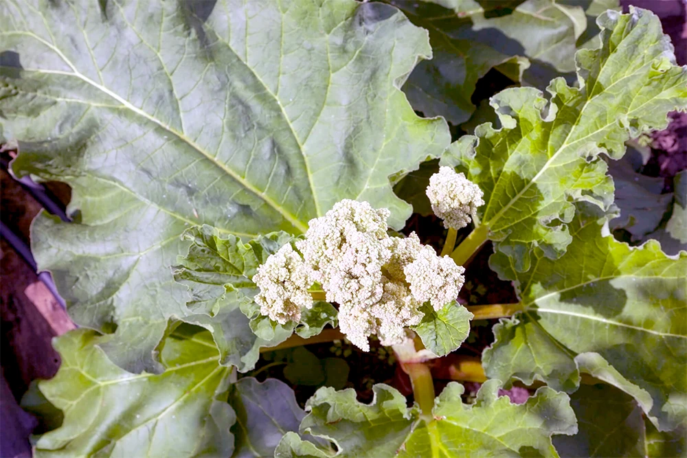 Rhubarbe En Fleur