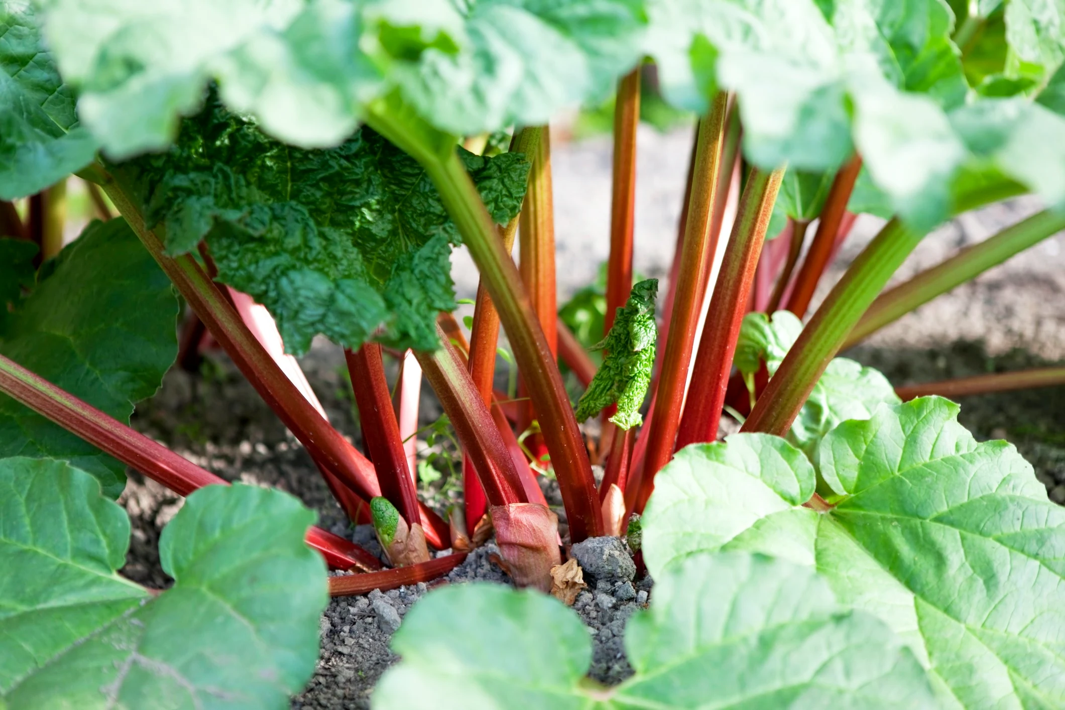 Rhubarbe