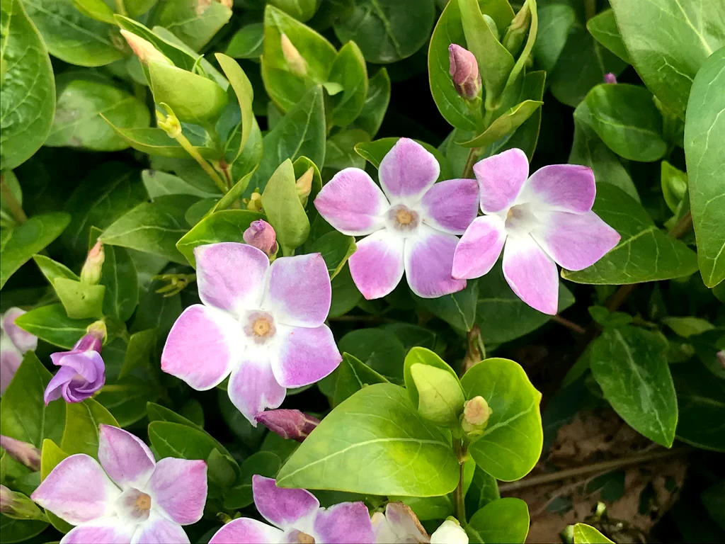 Vinca Difformis Jenny Pym