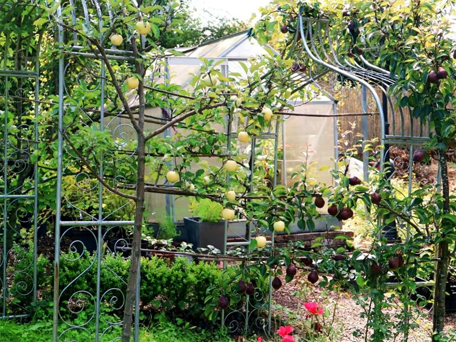 Arbres Fruitiers Petit Jardin