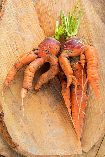 Carottes Pas Droites