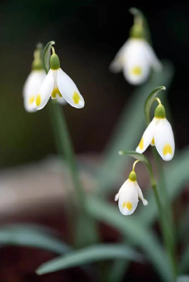 Galanthus Midas