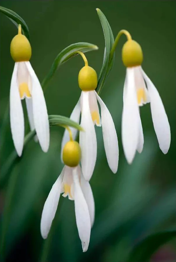 Galanthus Sarah Dumont