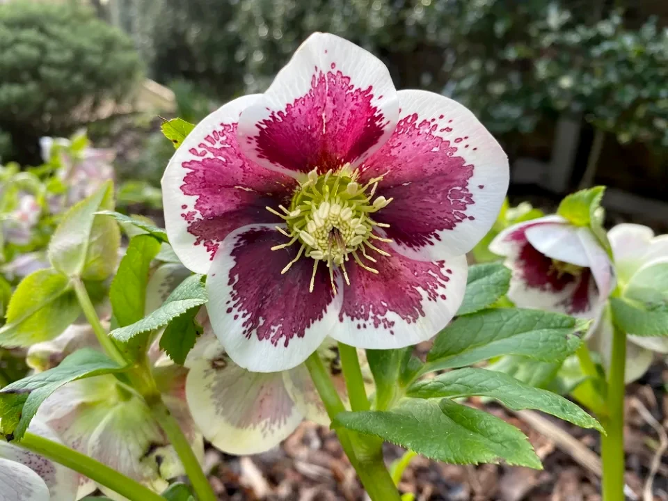 Hellebores