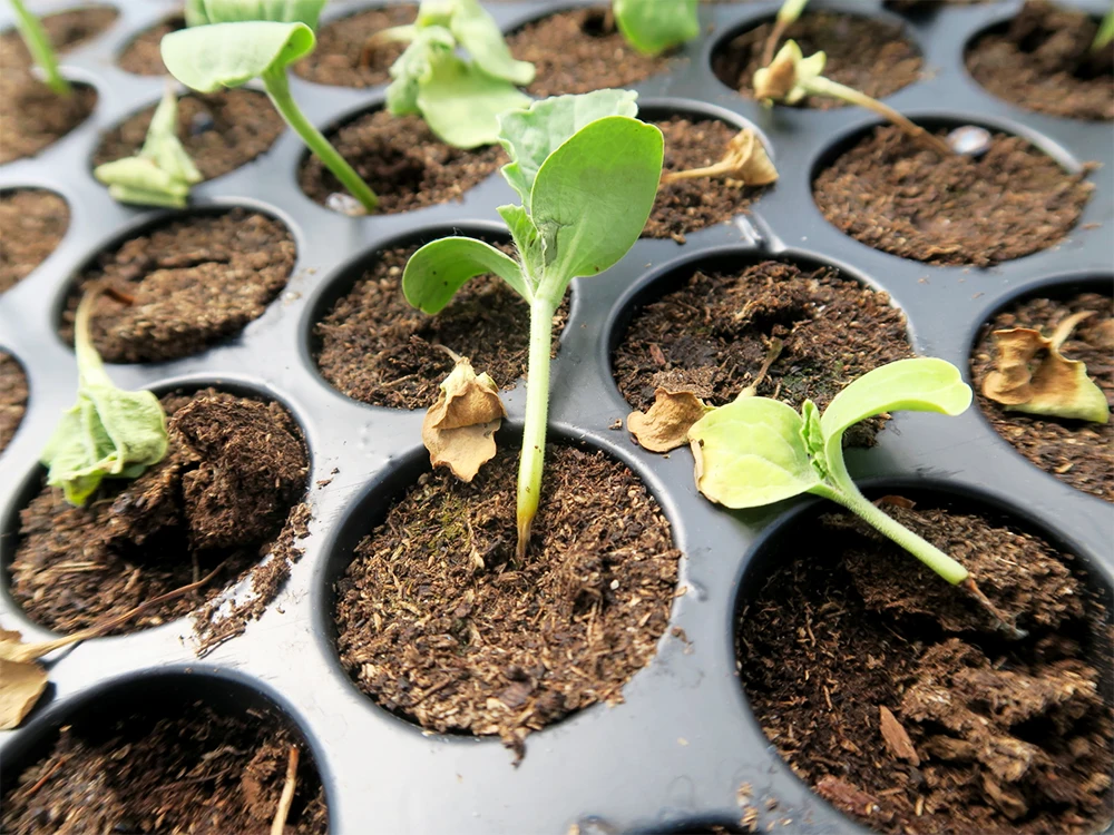 Plants De Légumes Qui Meurent