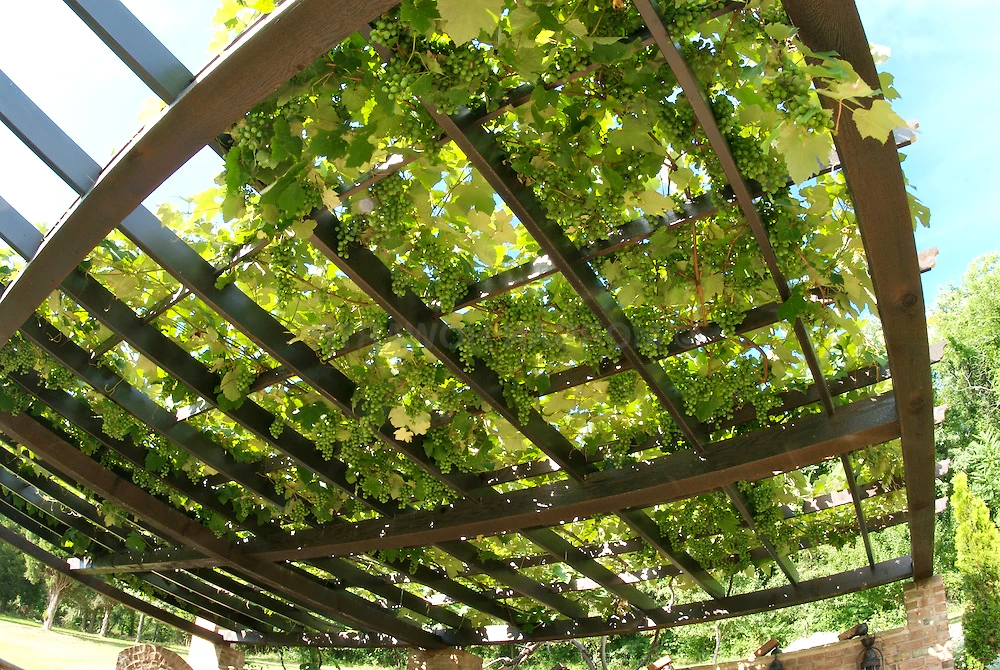 Raisin Sur Les Pergola