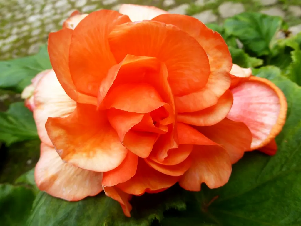 Begonia Tubereux 1