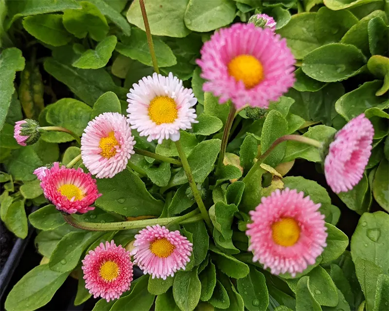 Bellis Perennis