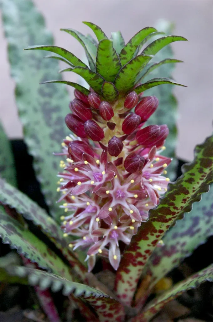 Eucomis