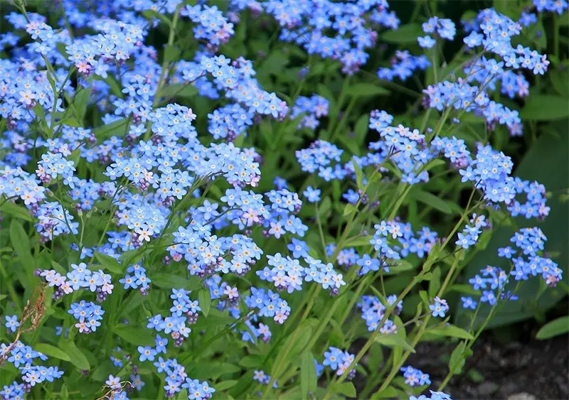 Myosotis Alpestris