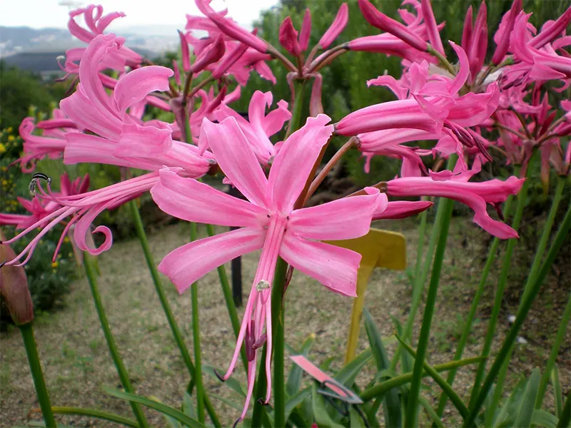 Nerine