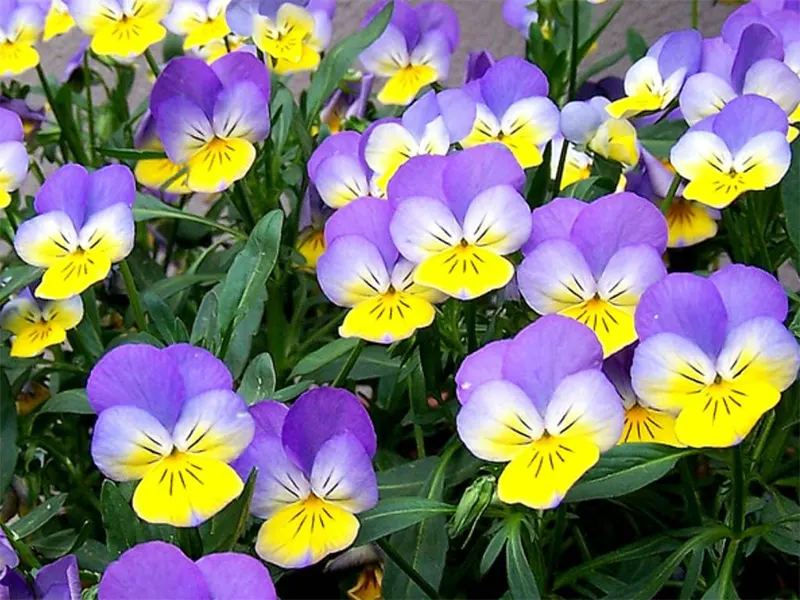 Viola Tricolor Hortensis