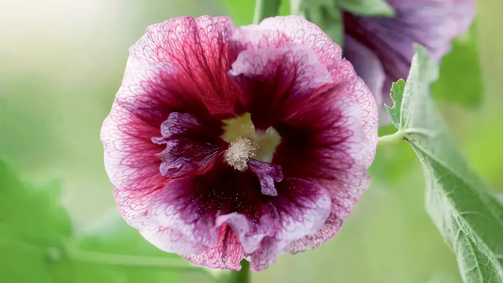 Althaea Rosea