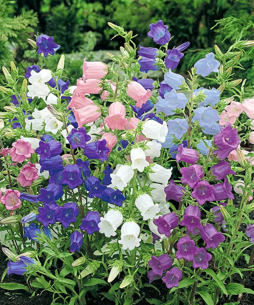 Campanula Medium
