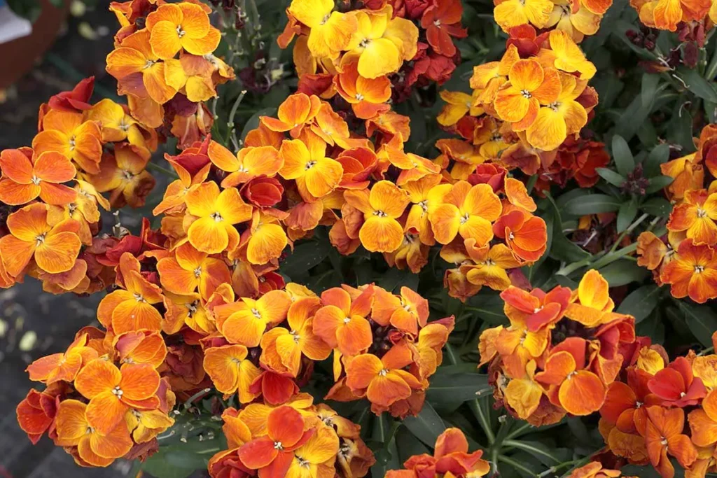 Cheiranthus Cheiri