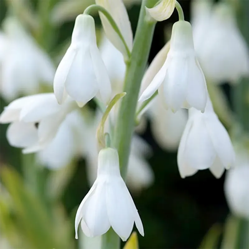 Galtonia Candicans