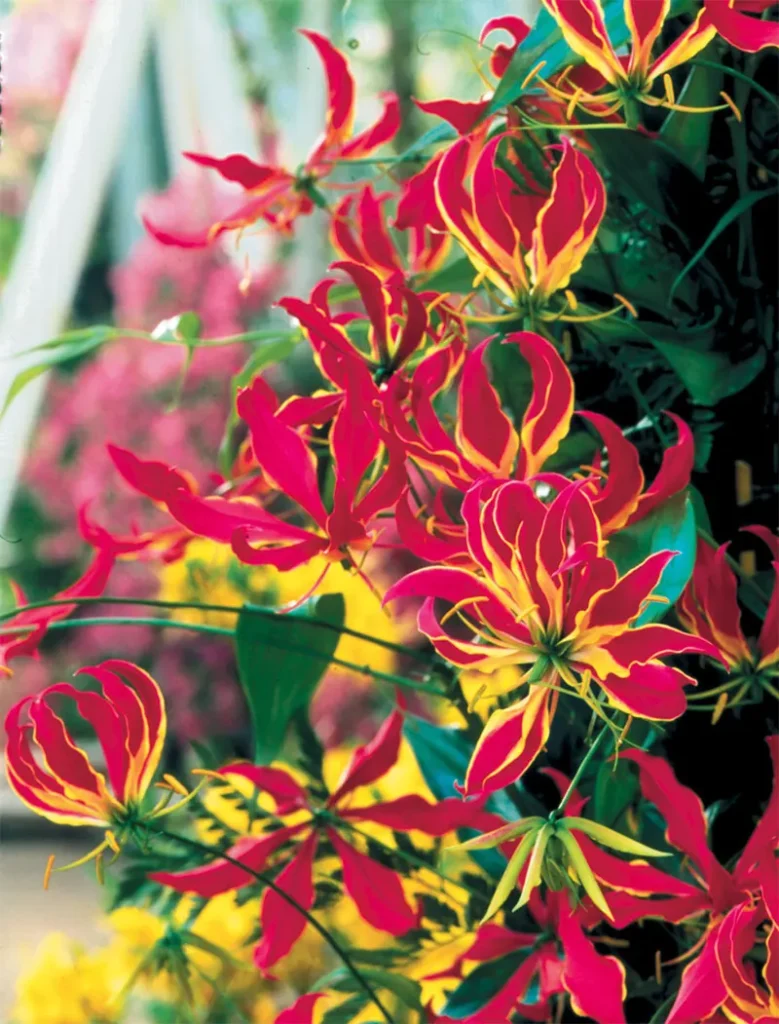 Gloriosa