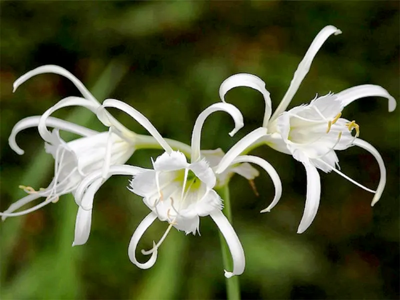 Hymenocallis