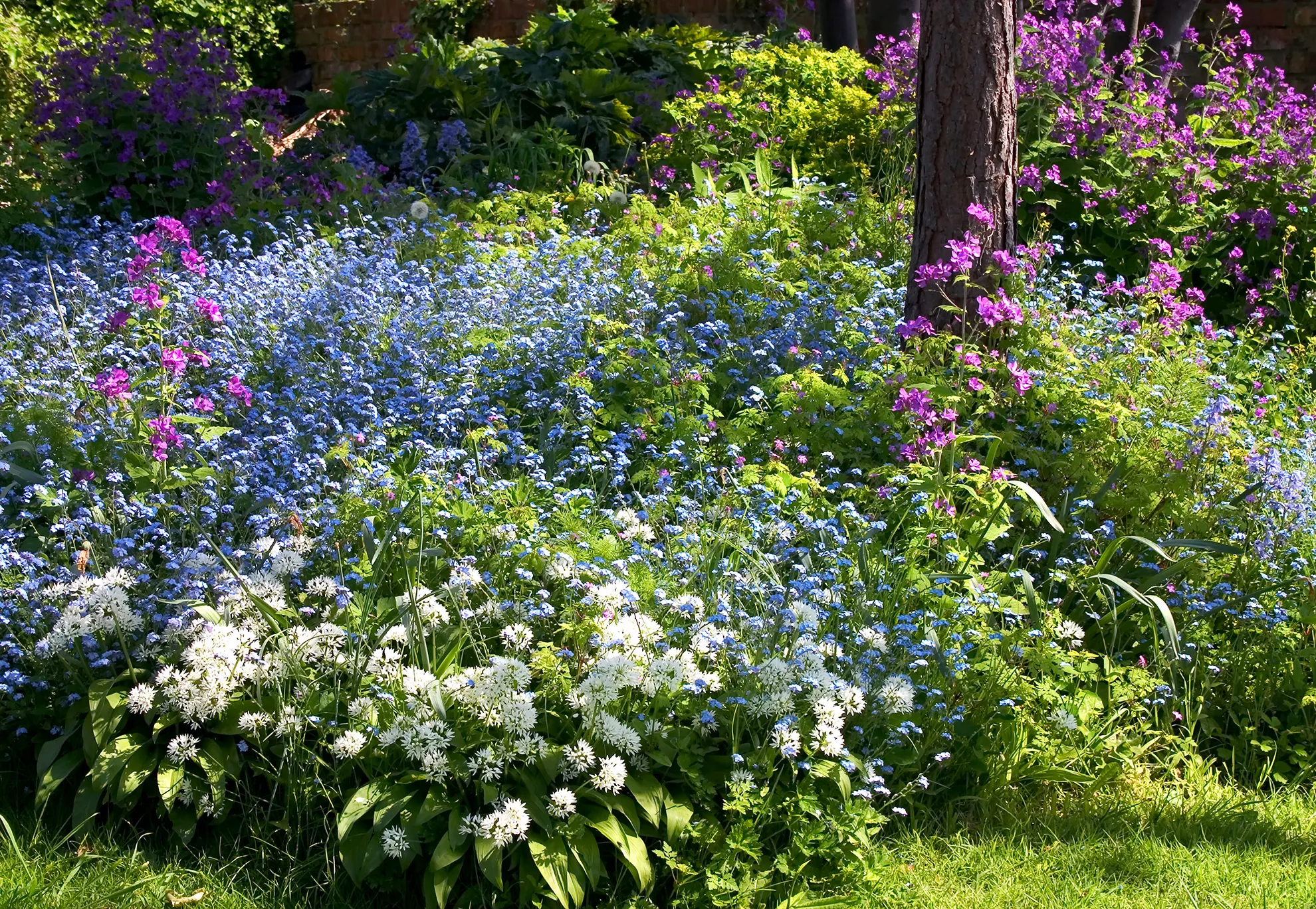 Jardin Plantes Biannuelles