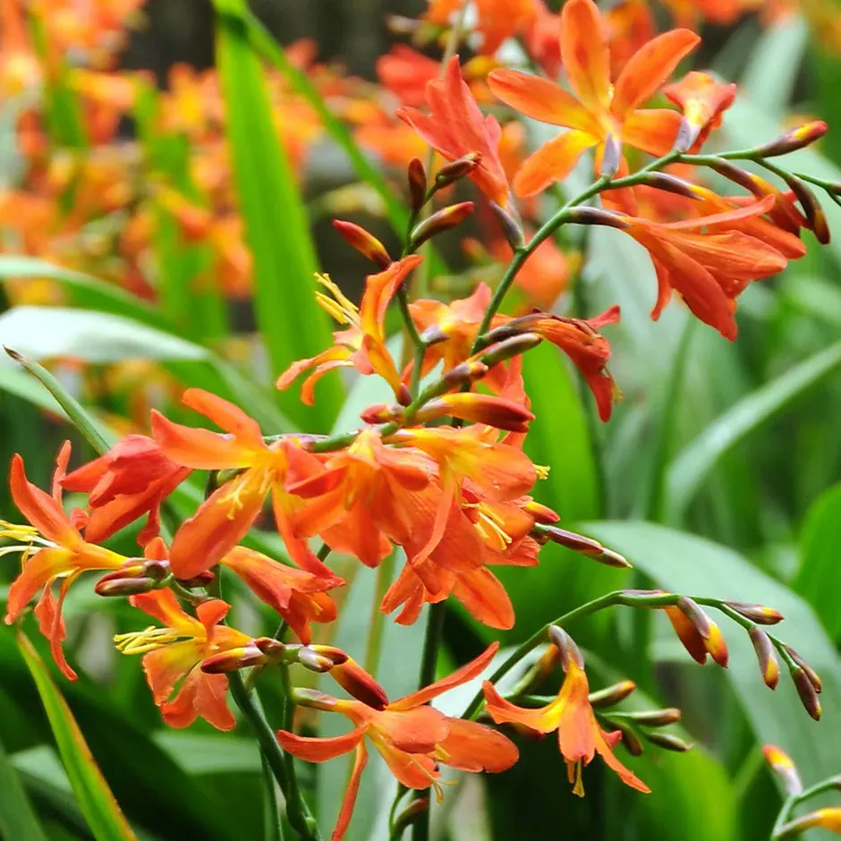 Montbretia