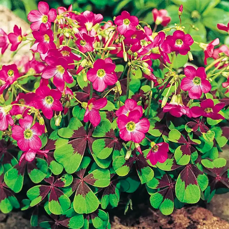 Oxalis Deppei