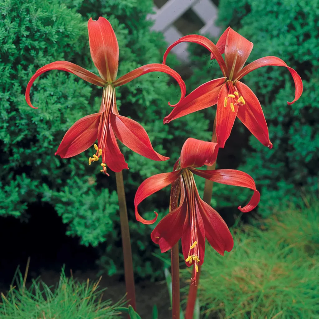 Sprekelia